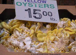 yellow-oysters